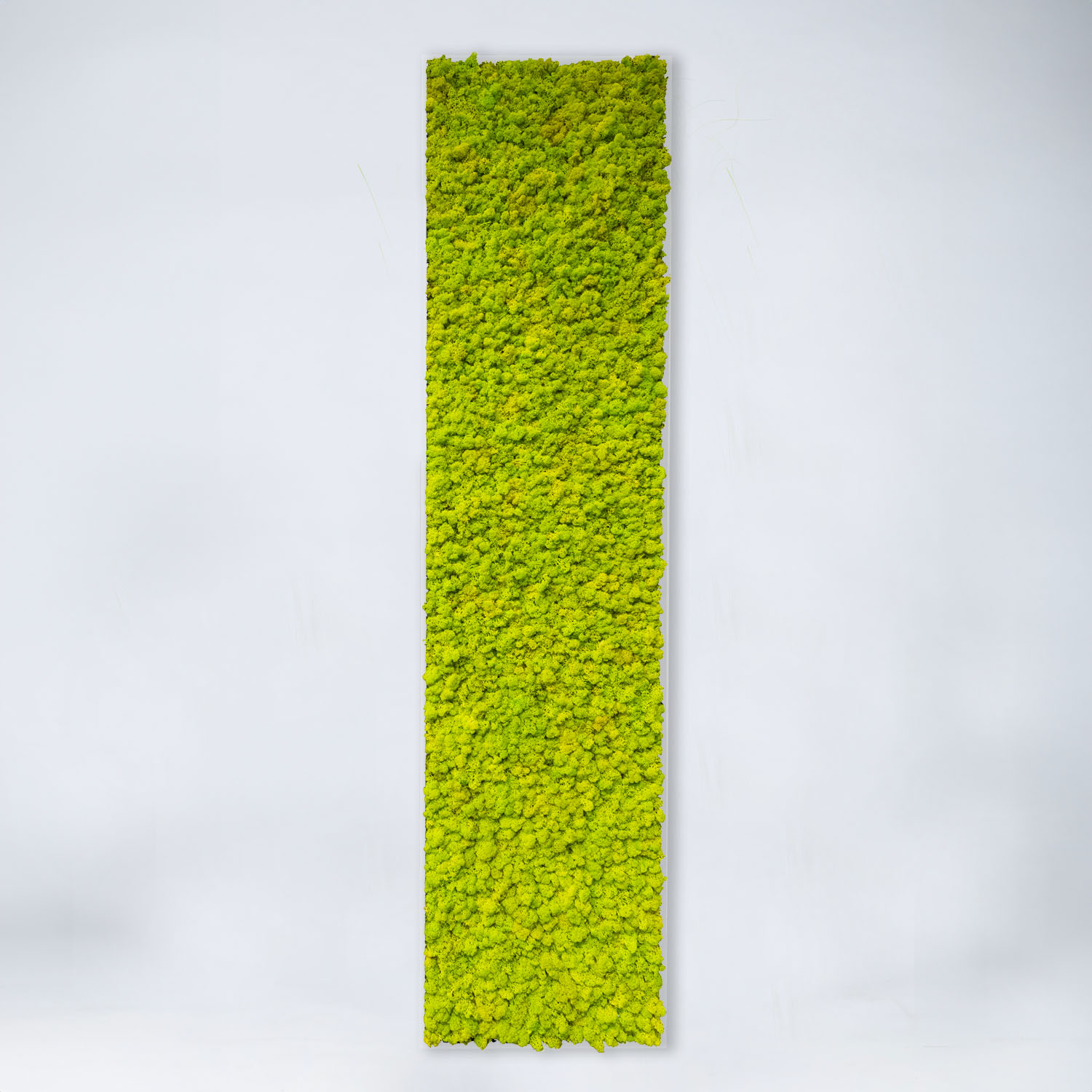Tableau végétal allongé Lichen
