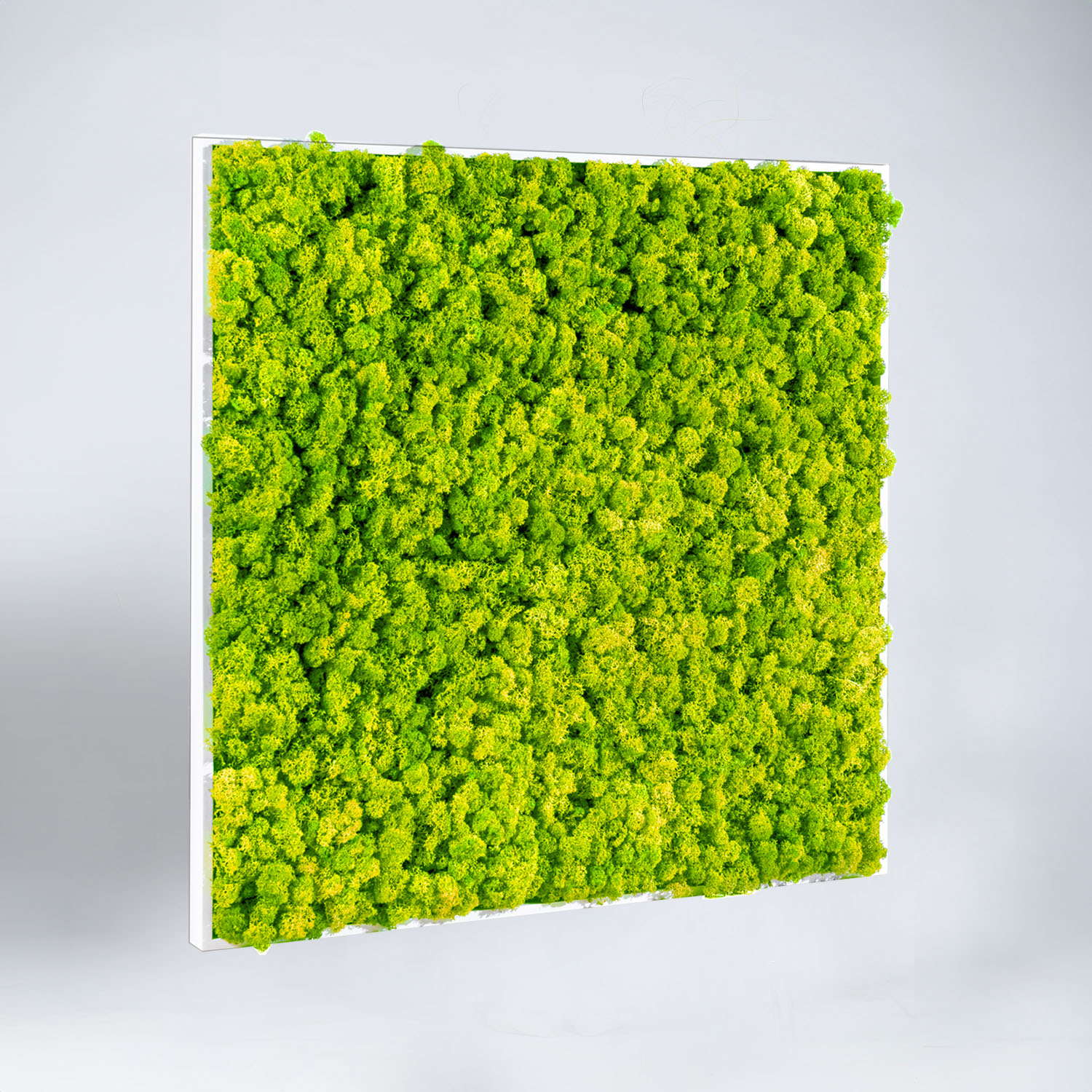 Cadre végétal carré Lichen 60