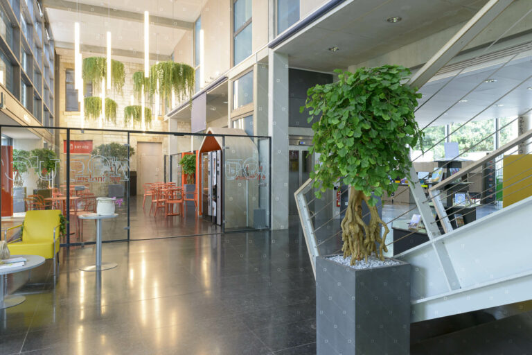 arbre-olivier-cadre-vert-mediatheque-chalons-rse-reims-paris